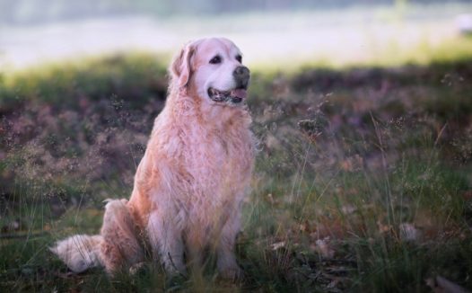 拉布拉多看门狗图片
