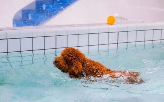 泰迪犬会学游泳吗?