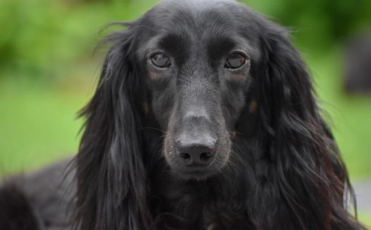 黑色腊肠犬狗图片