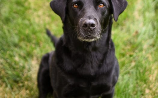 黑色拉布拉多猎犬图片