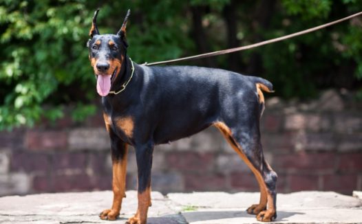 黑色杜宾犬图片