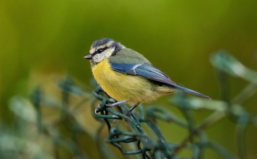 野生黄腹山雀图片