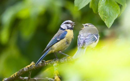 野生蓝冠山雀图片