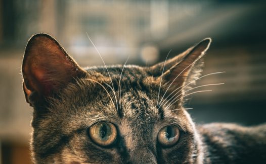 可爱呆萌狸花猫摄影图片