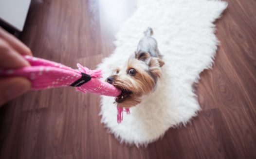 可爱雪纳瑞狗狗图片