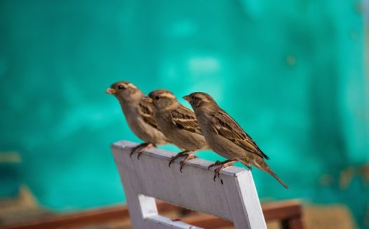 三只小鸟摄影图片