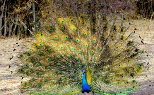 蓝孔雀开屏照片