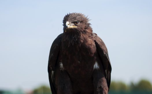 站在手背上的黑耳鸢图片