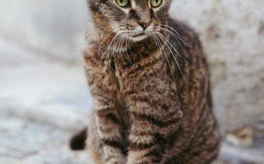 野生虎斑猫摄影图片