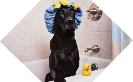 拉布拉多犬搞笑图片