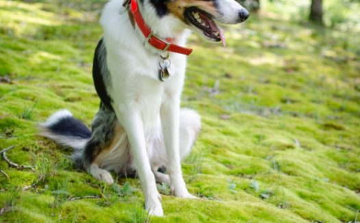 草地上的狗狗图片