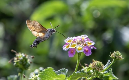 花丛蜂鸟鹰蛾飞舞摄影图片