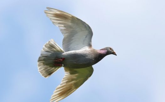 自由飞翔的白色信鸽图片