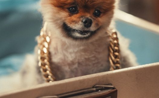 可爱迷你狗狗图片