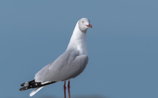 凝视远方的三趾鸥摄影图片