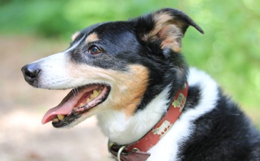 高清边境牧羊犬图片