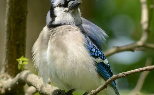 站在树枝上的冠蓝鸦摄影图片