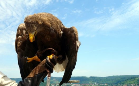 白尾海雕摄影图