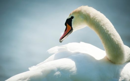 美丽白天鹅图片