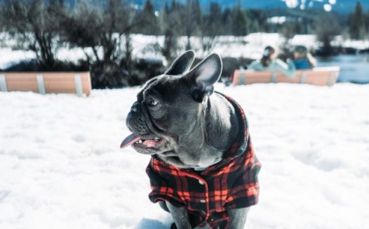 雪地黑色斗牛犬狗狗图片
