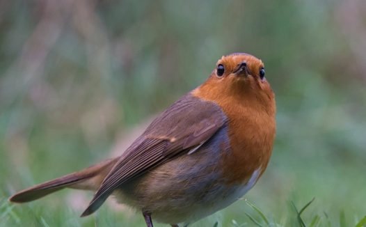 落在草地上的野生知更鸟摄影图片