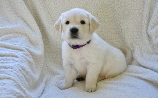 白色金毛犬狗狗图片