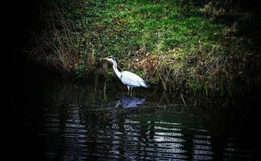 站在河边捉鱼的大白鹭摄影图片
