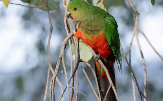 澳大利亚国王鹦鹉摄影图片