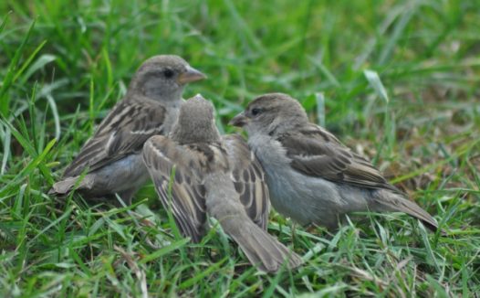 三只小麻雀图片