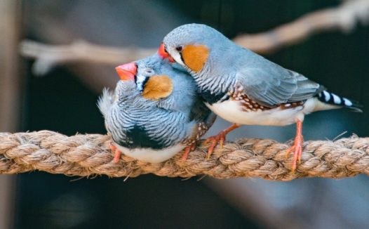 两只蓝色山雀图片