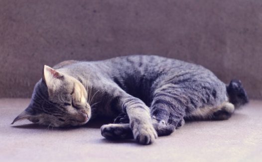 宠物猫睡觉图片