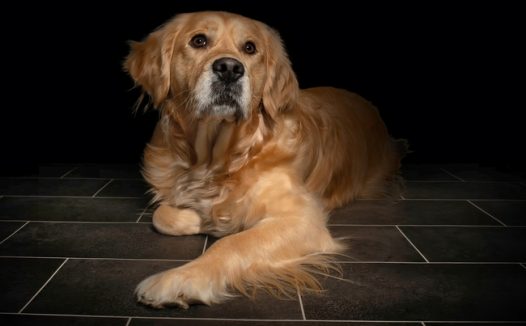 年迈的金毛猎犬图片