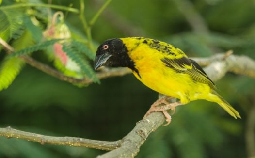 可爱黄色小鸟图片