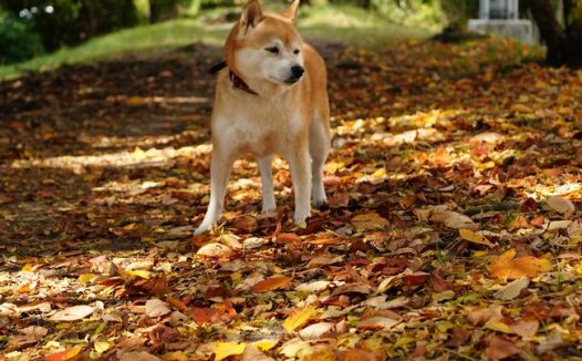 秋天树林日本柴犬图片