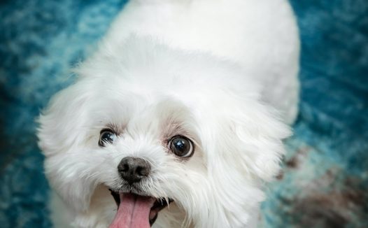 白色可爱贵宾犬摄影图片