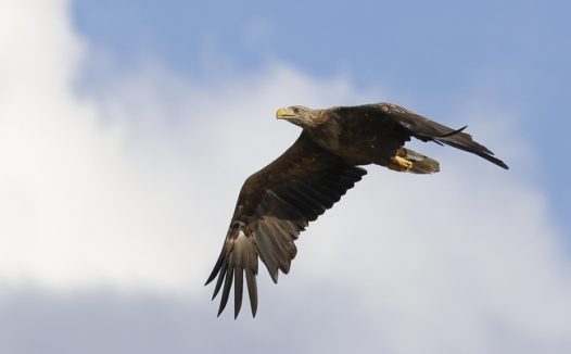 自由飞翔的白尾鹰摄影图片