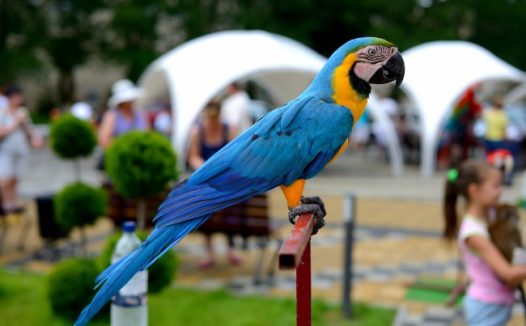 金刚鹦鹉高清图片