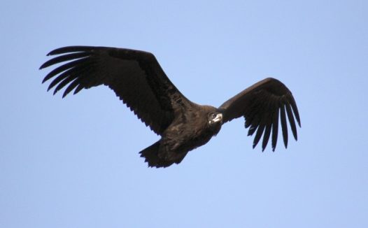天空雄鹰展翅高飞图片