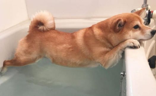 狗狗为何这么抗拒洗澡?学习这些,狗狗从此爱上洗澡