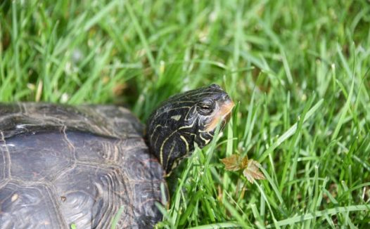 草地乌龟爬行图片