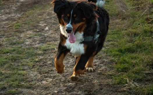 可爱奔跑狗狗图片