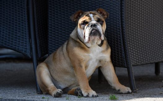 英国斗牛犬凶狠表情图片