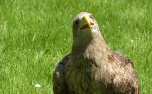草地野生海雕图片