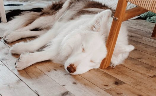 哈士奇睡觉图片