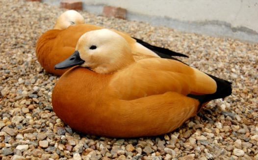 沙滩鸳鸯休憩图片