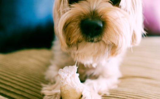 一只可爱的白色长毛小狗图片