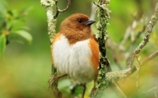 野生丝绒鸟图片