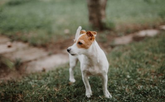 小型萌宠狗狗图片