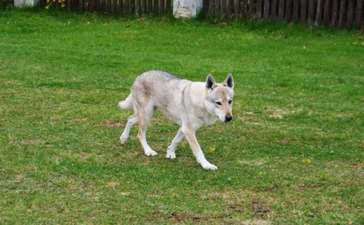草地上的土狗图片
