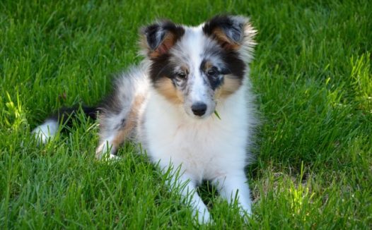 喜乐蒂牧羊犬图片